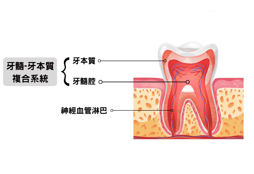 泰山最專業牙醫-亞昕牙醫-根管治療抽取部分，牙髓-牙本質複合系統。